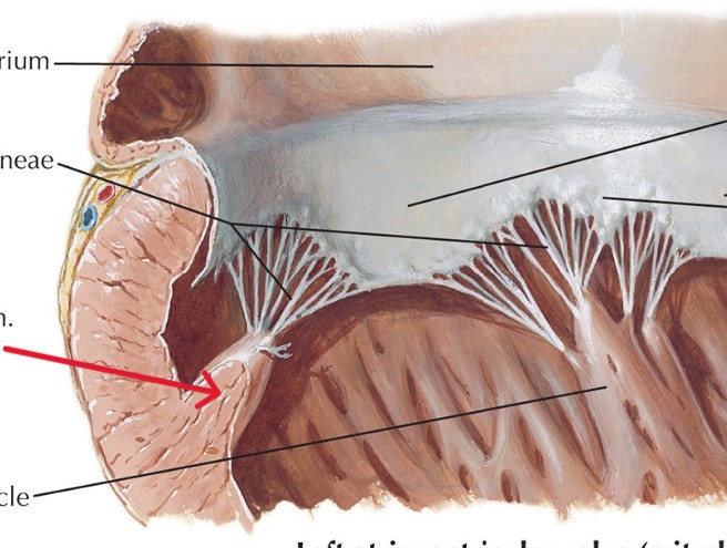<p>Which valve of heart:</p><ul><li><p>Pull on Chordae to prevent cusps from pushing back into atrium</p></li><li><p>Prevent aversion of valves</p></li></ul><p></p>