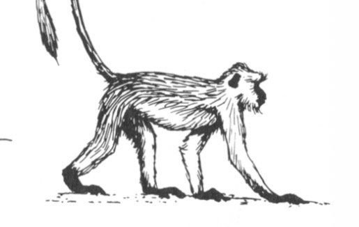<p>What is the term is used to describe this form of locomotion?</p>