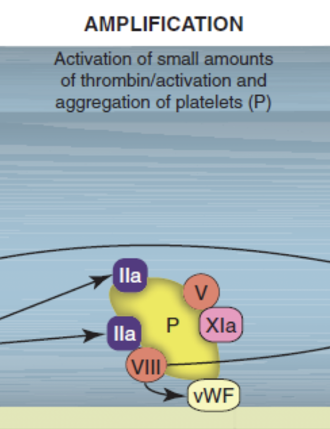 <p>activation of small amounts of thrombin/ activation &amp; aggregation of platelets (P)</p>