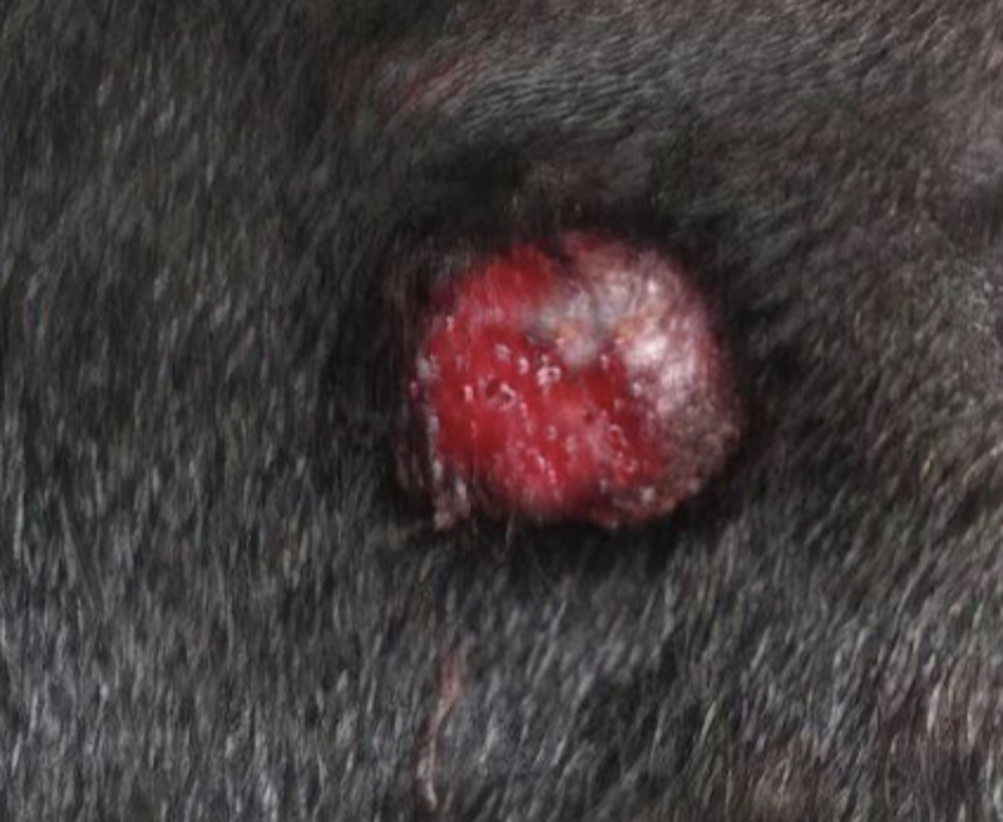<p>What type of round cell tumor is this?</p>