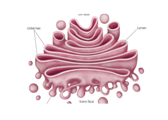 <p>membrane bound. packaging of macromolecules received from ER into vesicles for intra and inter cellular transport.</p>