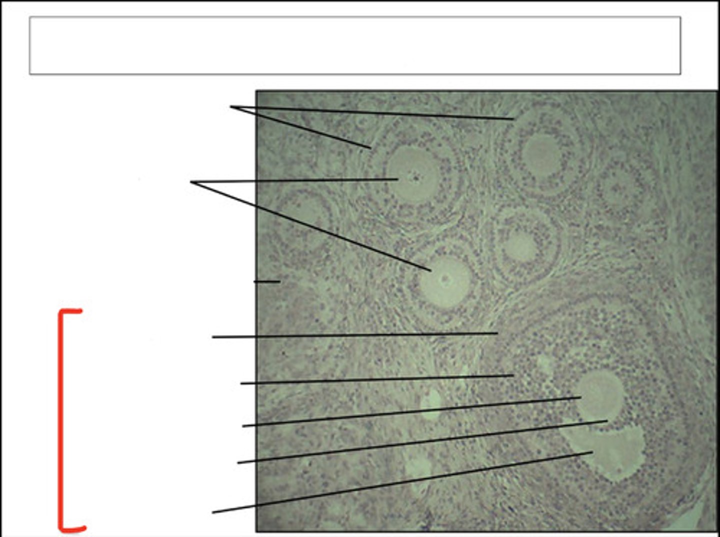 <p>identify this structure and organ</p>