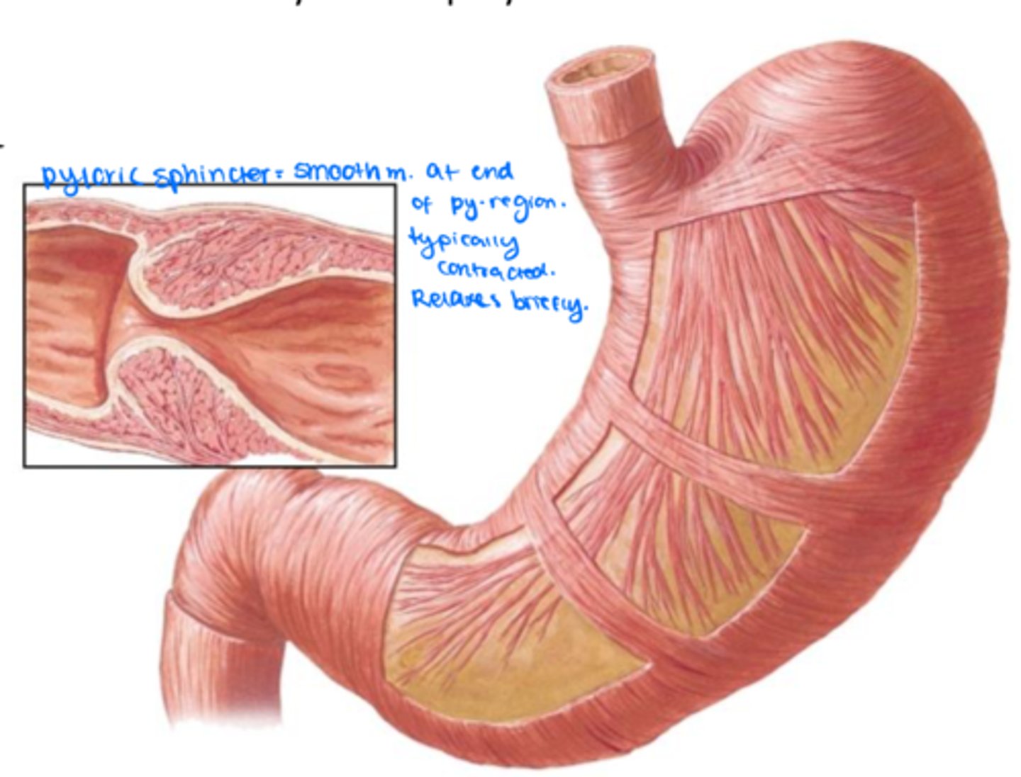 <p>The middle layer of the stomach is ______ and thickens considerably at the pyloric region to form the ______ which regulates release of food into the duodenum.</p>