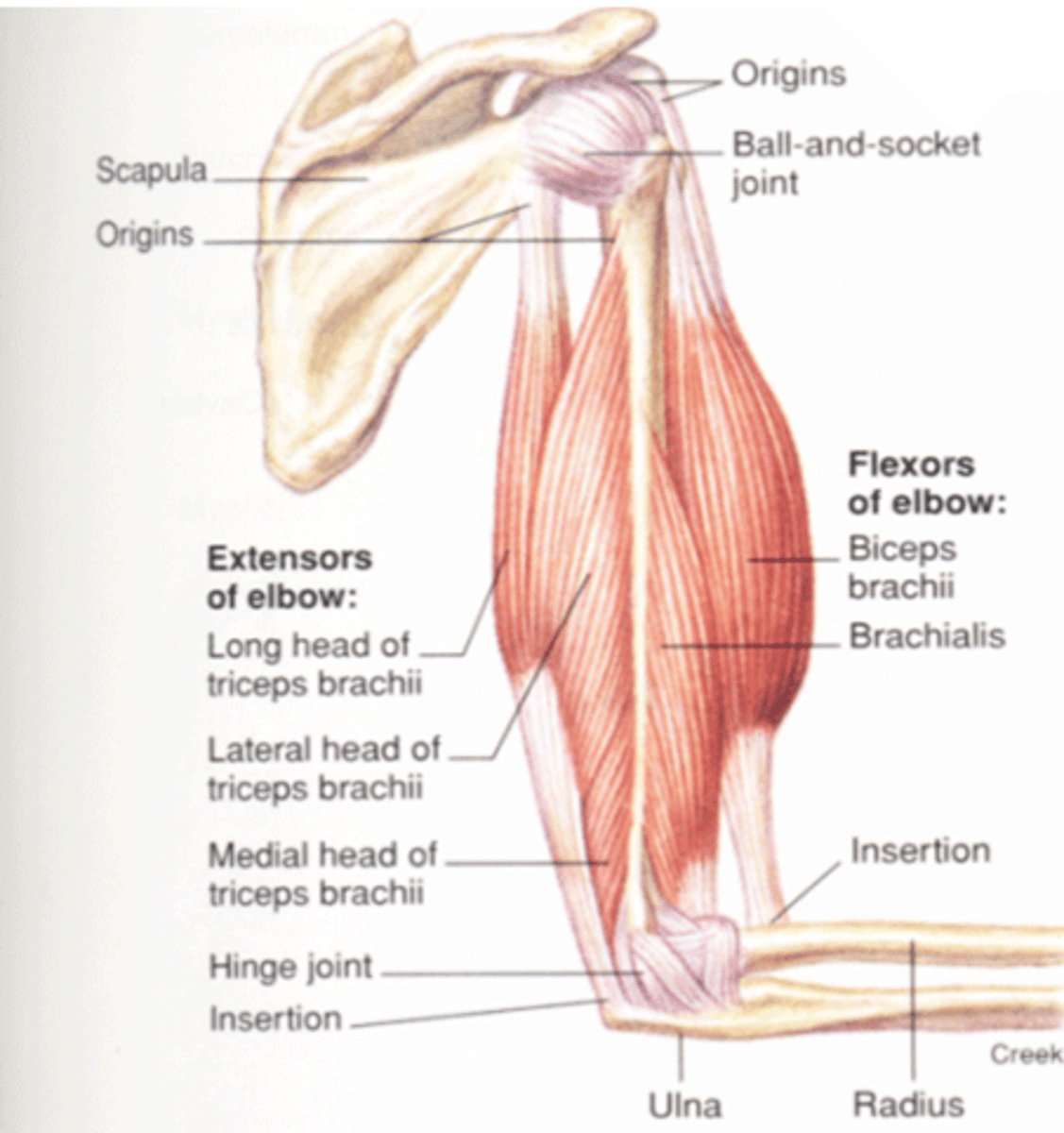 <p>-deep layer</p><p>-arises from dorsal surface of humerus</p><p>- acts together with lateral and long head to extend forelimb</p>