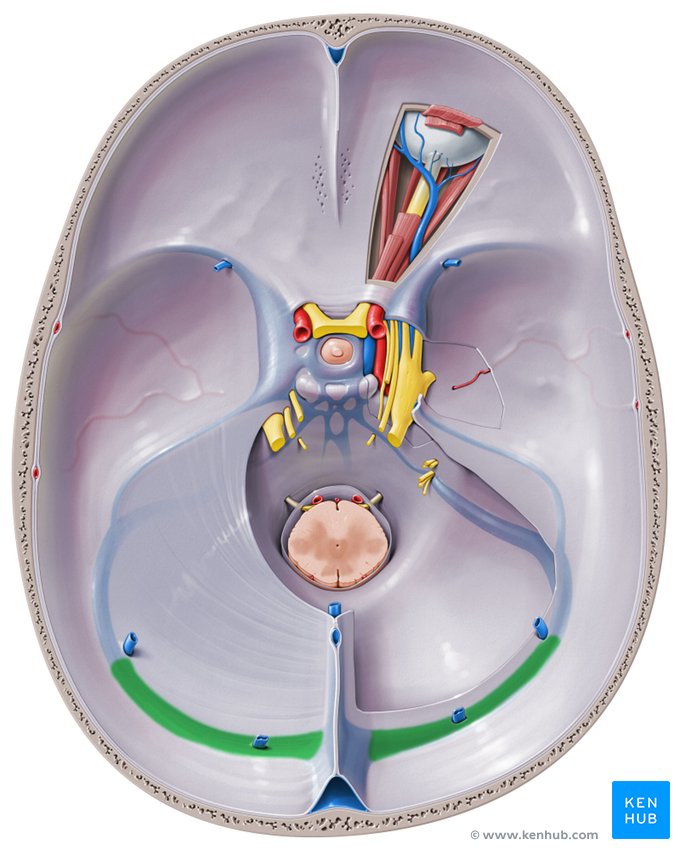 <p>______ → Sigmoid → IJV</p>