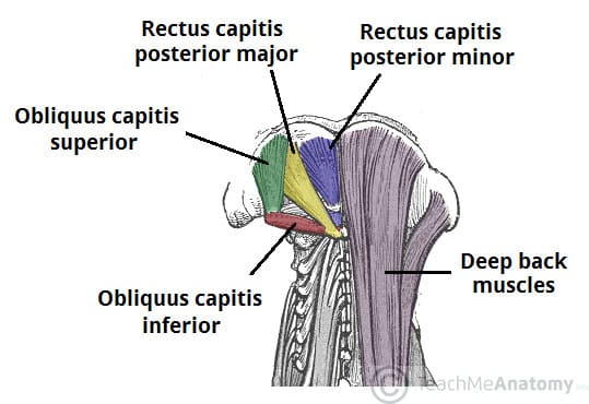<p>Suboccipital (rectus capitis, posterior major + minor, obliquus capitis superior + inferior)</p>