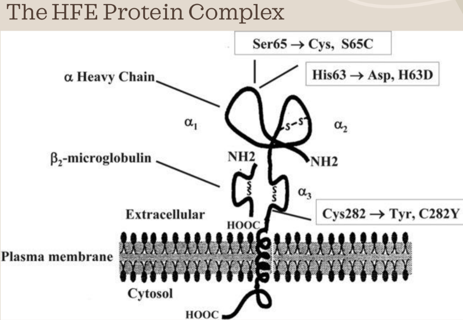 <p><span style="font-family: &quot;Times New Roman&quot;, serif;"><span>Genetics of HH:</span></span></p><p class="MsoListParagraphCxSpFirst"><span style="font-family: Aptos, sans-serif;"><span>-</span></span><span style="font-family: &quot;Times New Roman&quot;; line-height: normal; font-size: 7pt;"><span>&nbsp;&nbsp;&nbsp;&nbsp;&nbsp;&nbsp;&nbsp;&nbsp;&nbsp; </span></span><span style="font-family: &quot;Times New Roman&quot;, serif;"><span>HFE is found at 6p21.3, which is the short (p) arm of chromosome 6</span></span></p><p class="MsoListParagraphCxSpMiddle"><span style="font-family: Aptos, sans-serif;"><span>-</span></span><span style="font-family: &quot;Times New Roman&quot;; line-height: normal; font-size: 7pt;"><span>&nbsp;&nbsp;&nbsp;&nbsp;&nbsp;&nbsp;&nbsp;&nbsp;&nbsp; </span></span><span style="font-family: &quot;Times New Roman&quot;, serif;"><span>HFE has 7 exons through about 10,000 bp of genomic DNA</span></span><br><span style="font-family: &quot;Times New Roman&quot;, serif;"><span>the mRNA transcript is about 2,700 bp long</span></span></p><p class="MsoListParagraphCxSpMiddle"><span style="font-family: Aptos, sans-serif;"><span>-</span></span><span style="font-family: &quot;Times New Roman&quot;; line-height: normal; font-size: 7pt;"><span>&nbsp;&nbsp;&nbsp;&nbsp;&nbsp;&nbsp;&nbsp;&nbsp;&nbsp; </span></span><span style="font-family: &quot;Times New Roman&quot;, serif;"><span>The final protein is translated to 348 amino acids</span></span></p><p class="MsoListParagraphCxSpMiddle"><span style="font-family: Aptos, sans-serif;"><span>-</span></span><span style="font-family: &quot;Times New Roman&quot;; line-height: normal; font-size: 7pt;"><span>&nbsp;&nbsp;&nbsp;&nbsp;&nbsp;&nbsp;&nbsp;&nbsp;&nbsp; </span></span><span style="font-family: &quot;Times New Roman&quot;, serif;"><span>The protein is inserted into the plasma membrane with a single transmembrane domain</span></span></p><p class="MsoListParagraphCxSpMiddle"><span style="font-family: &quot;Courier New&quot;;"><span>o</span></span><span style="font-family: &quot;Times New Roman&quot;; line-height: normal; font-size: 7pt;"><span>&nbsp;&nbsp; </span></span><span style="font-family: &quot;Times New Roman&quot;, serif;"><span>Alpha-3 domain spans the membrane</span></span></p><p class="MsoListParagraphCxSpMiddle"><span style="font-family: &quot;Courier New&quot;;"><span>o</span></span><span style="font-family: &quot;Times New Roman&quot;; line-height: normal; font-size: 7pt;"><span>&nbsp;&nbsp; </span></span><span style="font-family: &quot;Times New Roman&quot;, serif;"><span>The extracellular part interacts with beta-2 microglobulin</span></span></p><p class="MsoListParagraphCxSpLast"><span style="font-family: Aptos, sans-serif;"><span>-</span></span><span style="font-family: &quot;Times New Roman&quot;; line-height: normal; font-size: 7pt;"><span>&nbsp;&nbsp;&nbsp;&nbsp;&nbsp;&nbsp;&nbsp;&nbsp;&nbsp; </span></span><span style="font-family: &quot;Times New Roman&quot;, serif;"><span>The Alpha-1 and alpha-2 domains are extracellular and they interact with transferring receptor</span></span></p>