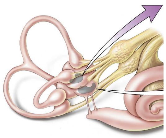 <p>Measures head rotation (angular acceleration)</p><ul><li><p>Three semicircular canals on each side</p></li><li><p>Help sense all possible head rotation angles</p></li></ul><p></p>