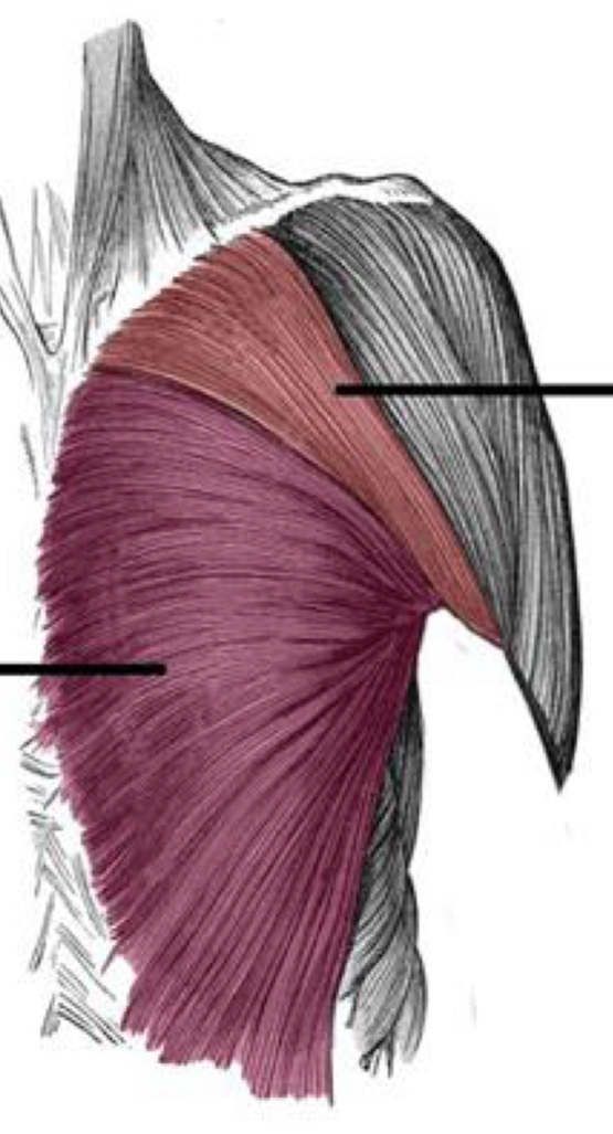 <p>What are the muscle actions of the pectoralis major?</p>