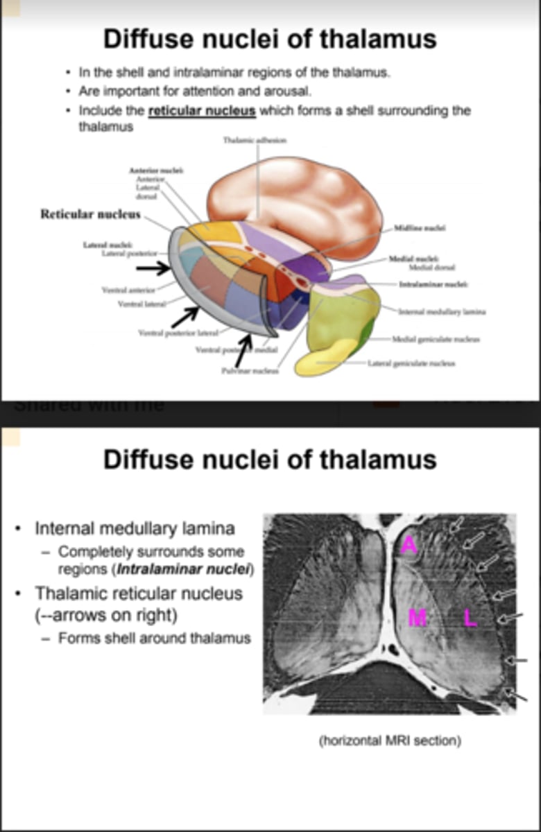 <p>- In the shell and intralaminar regions of the thalamus<br>- are important for attention and arousal<br>- include the reticular nucleus which forms a shell surrounding the thalamus</p>