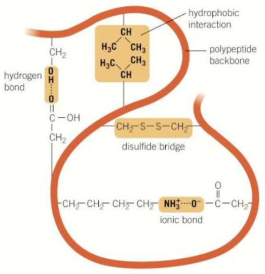 <p>Strongest- disulphide bridges + ionic bonds</p><p>Middle- hydrogen bonds</p><p>Weakest- hydrophobic + hydrophilic interactions</p>