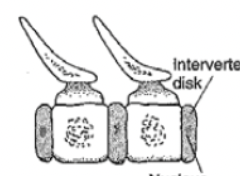 <ul><li><p>both ends flat</p></li><li><p>some mammals</p></li></ul><p></p>