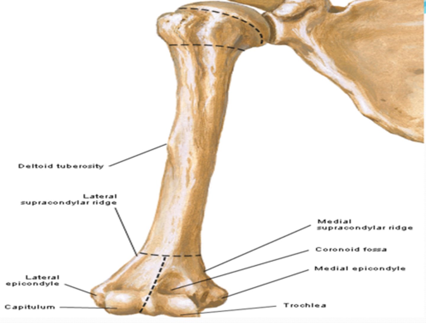 <p>anteriorly located, receives coronoid process of ulna during flexion of elbow</p>