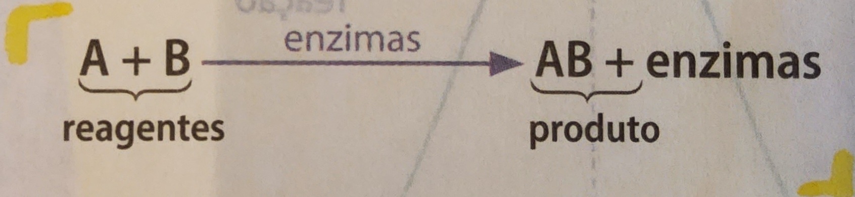 * proteínas especiais
* todas as reações precisam de enzima - caso não tivessem, se tornariam extremamente lentas, dificultando a proliferação e sobrevivência de seres vivos
  * RNA → riboenzima
* biocatalisadoras
* diminuem a energia de ativação das reações químicas
* aumentam a velocidade das reações químicas
* não são consumidas nas reações
* podem ser reutilizadas várias vezes
* DNA → RNA → enzimas