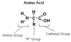 <p>Amino acids are organic molecules that serve as the building blocks of proteins. They contain carbon, hydrogen, oxygen, and nitrogen atoms. Every amino acid has four parts: an amino group, a carboxyl group, a hydrogen, and an R group.</p>