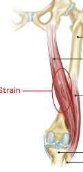 <p>origin: ischial tuberosity, linea aspera, distal femur </p><p>insertion: head of fibula, lateral condyle of tibia </p><p>function: moves lower back of legs towards buttocks </p>