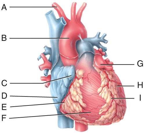 <p>In the diagram, where is the left auricle of the left atrium?</p><p>a) C</p><p>b) F</p><p>c) G</p><p>d) H</p><p>e) I</p>