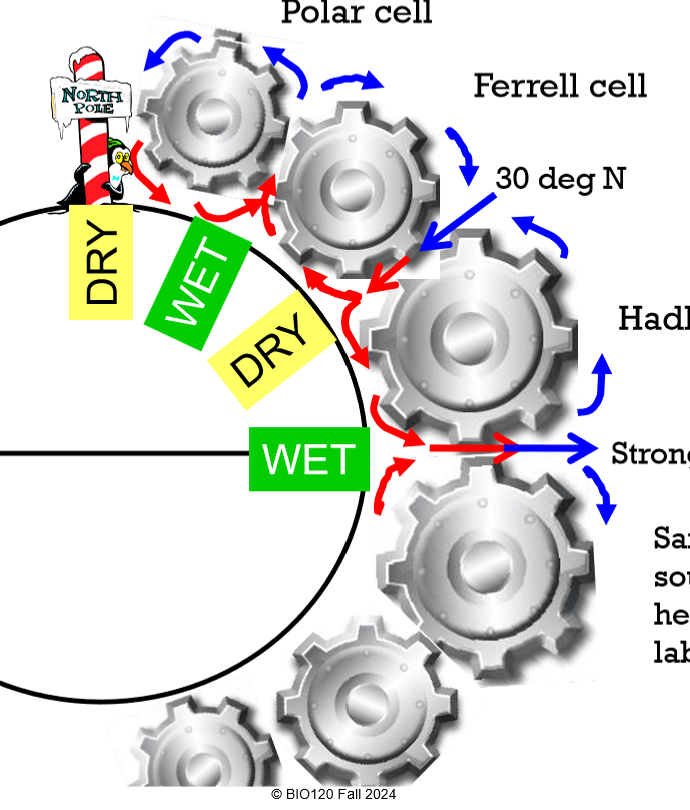<p>Hadley, Ferrell, Polar</p><p>Hadley-Hadley: Wet</p><p>Ferrell-Hadley: Dry</p><p>Hadley-Polar: Wet</p><p>Polar-Pole(ar): Dry </p><p></p>