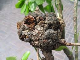 <p>What disease is this?</p>