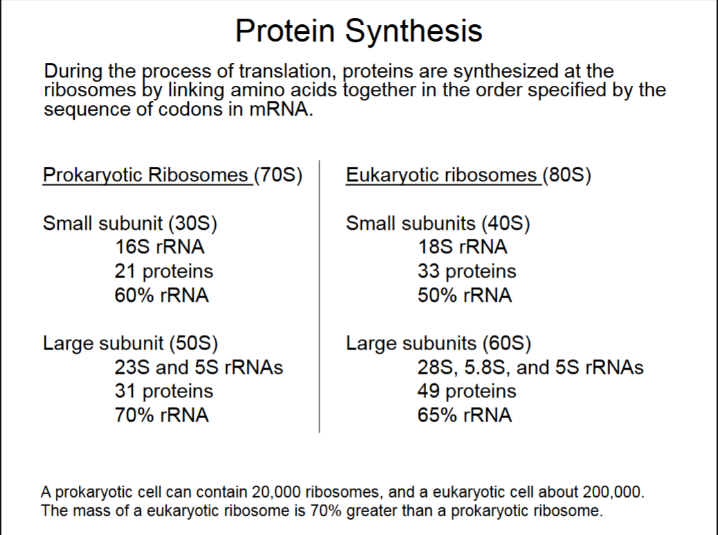 <ul><li><p>Ribosome binds to mRNA from 5’ end.</p></li><li><p>Just 1 rRNA in small subunits, yet still 50-60% of subunit. Similarly with large subunits, ribosomes are very rRNA rich.</p></li><li><p>Ribosomes are made of protein complexes and rRNA.</p></li><li><p>S values refer to speed at which ribosomes pellet in a centrifuge (sedimentation rate).</p></li></ul><p></p>