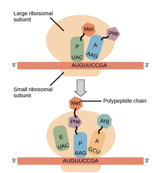 elongation (translation)
