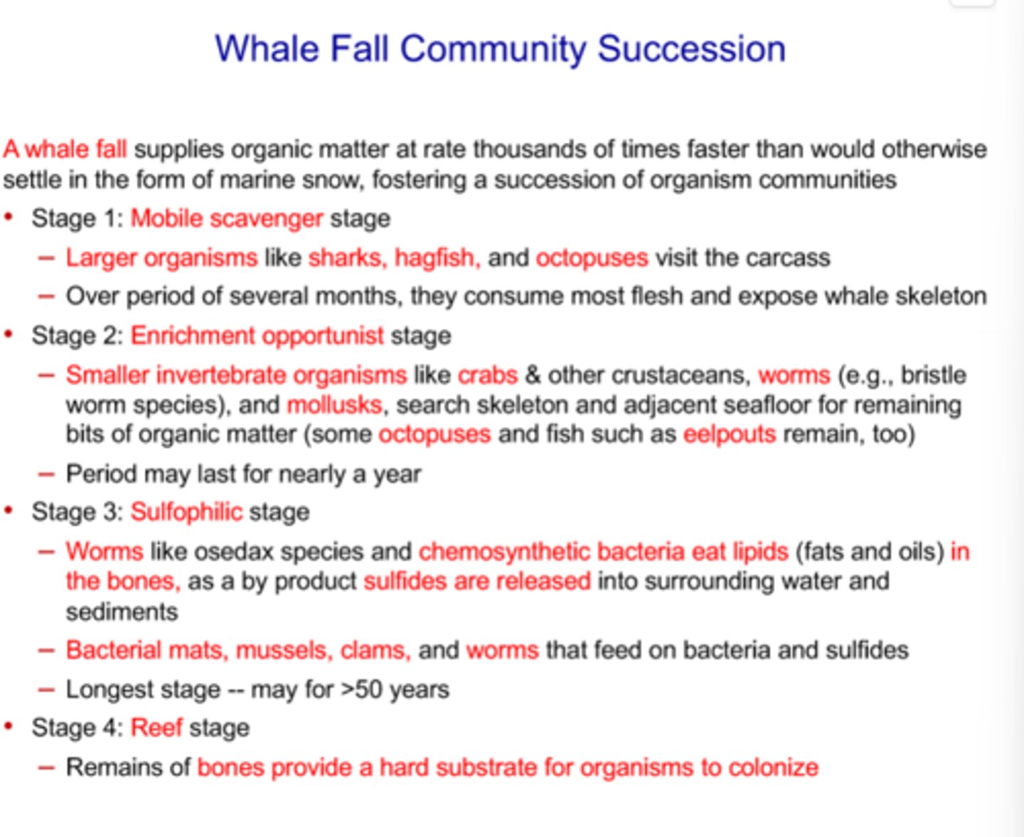 <p>- Step 0: Whale dies and floats at the top of the ocean</p><p>- Pelagic fish and sharks eat the dead whale</p><p>- Step 1: Mobile Scavenger Stage</p><p>- Whale settles to bottom and large scavengers eat abundant pieces of organic matter</p><p>- Sharks, octopi, and hagfish eat whale over period of several months and consume most felsh</p><p>- Step 2: Enrichment Opportunist Stage</p><p>- Larger pieces of tissue are consumed, leaving only smaller pieces of tissue that are eaten by smaller organisms</p><p>- Small invertibrates like crabs, mollusks, and polychete worms eat leftover tissues</p><p>- May last for nearly a yaer</p><p>- Step 3: Sulfophilic Stage</p><p>- Flesh is consumed, but there is still material like lipids trapped in bones</p><p>- Chemosynthetic bacteria and worms feed on bones, and as a byproduct sulfides are lreased into surrounding water and sediments</p><p>- Bacterial mats, mussels, clams, and worms feed on bacteria and sulfides</p><p>- Longest stage that may last for >50 years</p><p>- Step 4: Reef Stage</p><p>- Skeleton provides a hard spot on the seafloor for sessile organisms to attatch to</p><p>- Soft sediments prevent sessile organisms from finding a surface to attatch to</p>