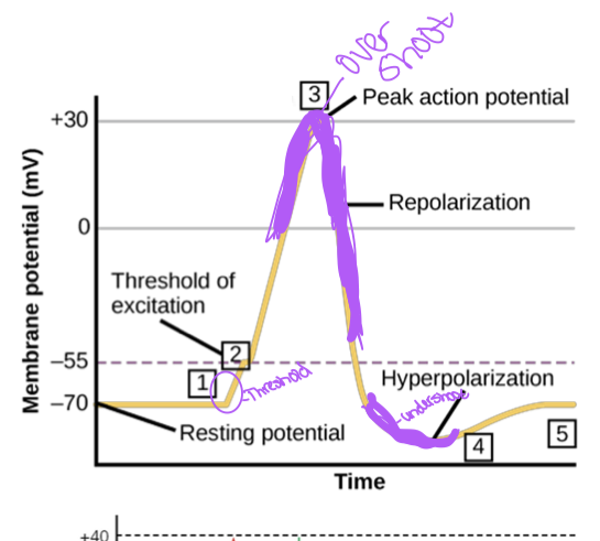 portion of AP where membrane potential is positive 