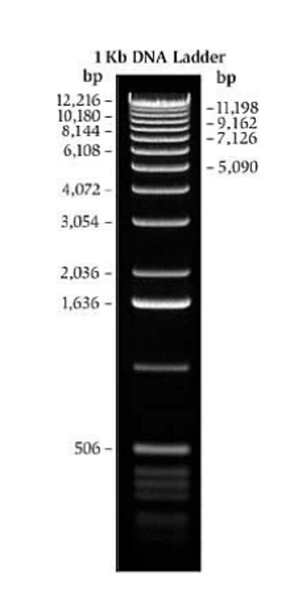 <p>Size standard or DNA ladder</p>