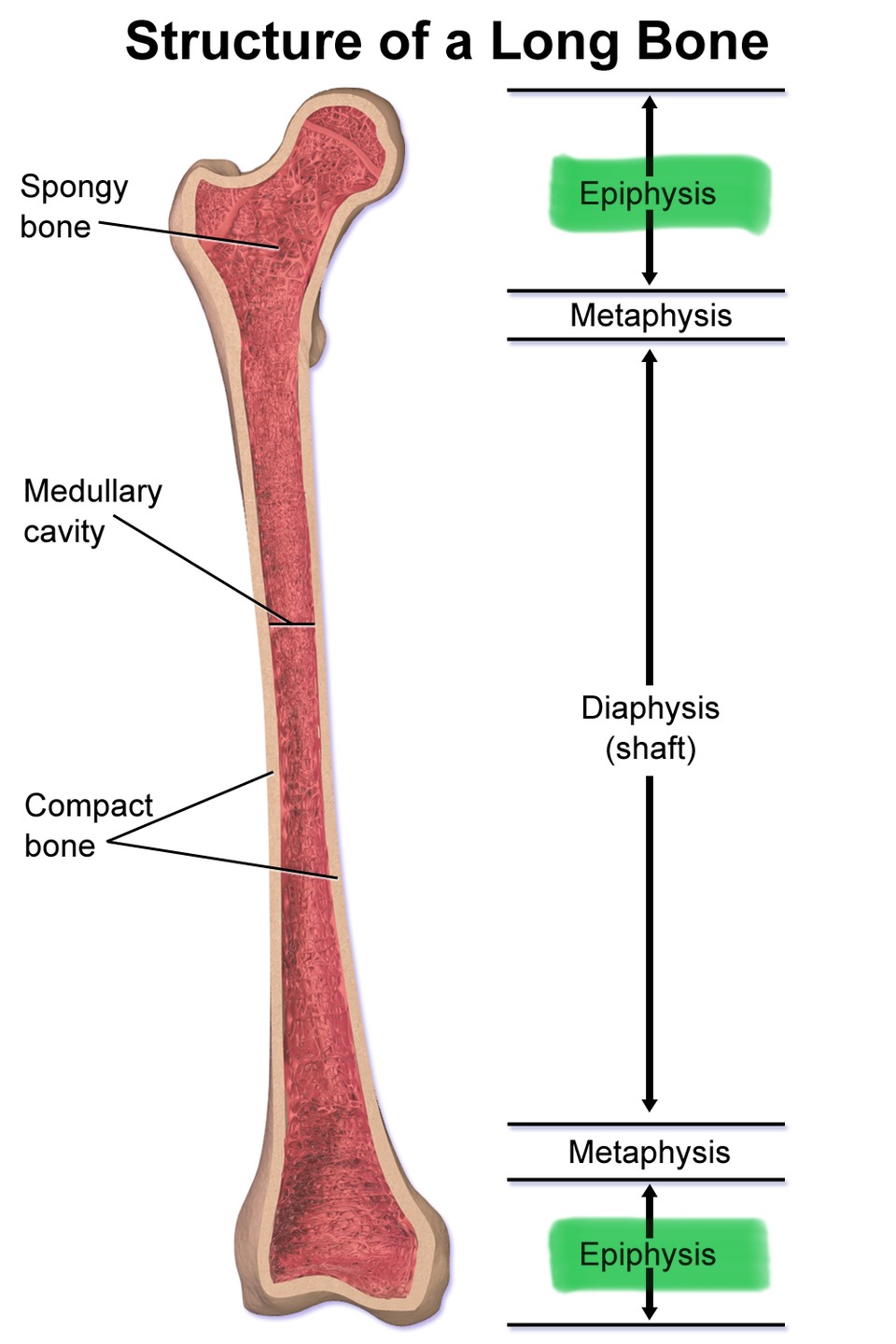 <p>End of a long bone</p>