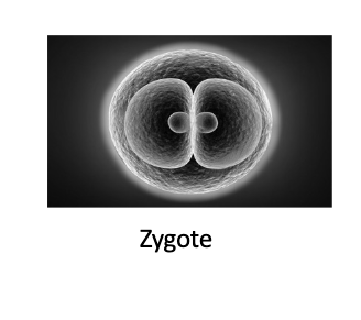 <ul><li><p>0-2 weeks; time from conception to implantation</p></li><li><p>Is referred to as ZYGOTE (a fertilized human egg which consists of 23 pairs of moms and dads chromosomes)</p></li></ul>