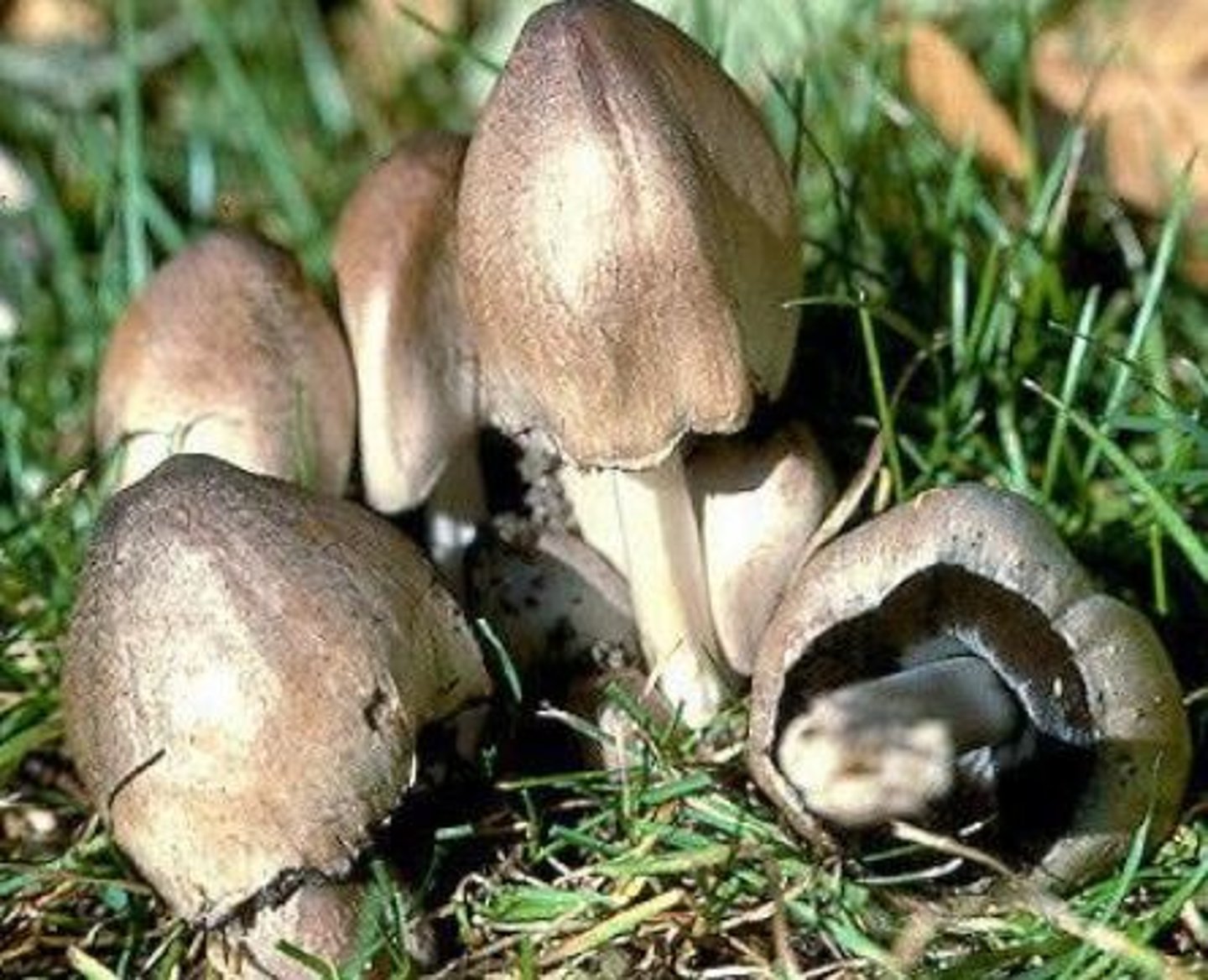 <p>which mushroom genus? which toxin?</p>
