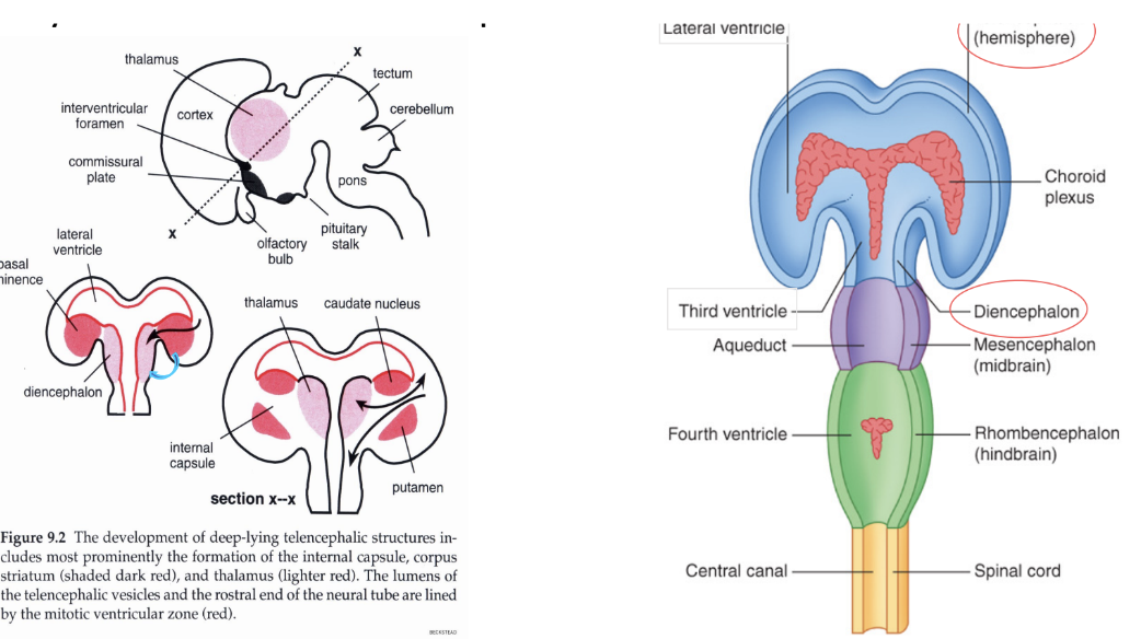 <ul><li><p>A very important system of white matter formed from the bundle of axons extending from the cerebral cortex. </p><ul><li><p>It is formed by the axons descending from the cortex &amp; ascending from the thalamus </p></li></ul></li><li><p>During embryological development, this capsule splits the ganglionic eminence into a medial &amp; lateral division —</p><ul><li><p>The medial division will give rise to one of the neuclei of the brain, called caudate nucleus</p></li><li><p>The lateral division will give rise to the putamen </p></li></ul></li></ul>