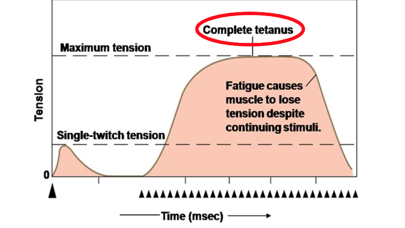 <p>When summation leads to complete tetanusā¦</p>