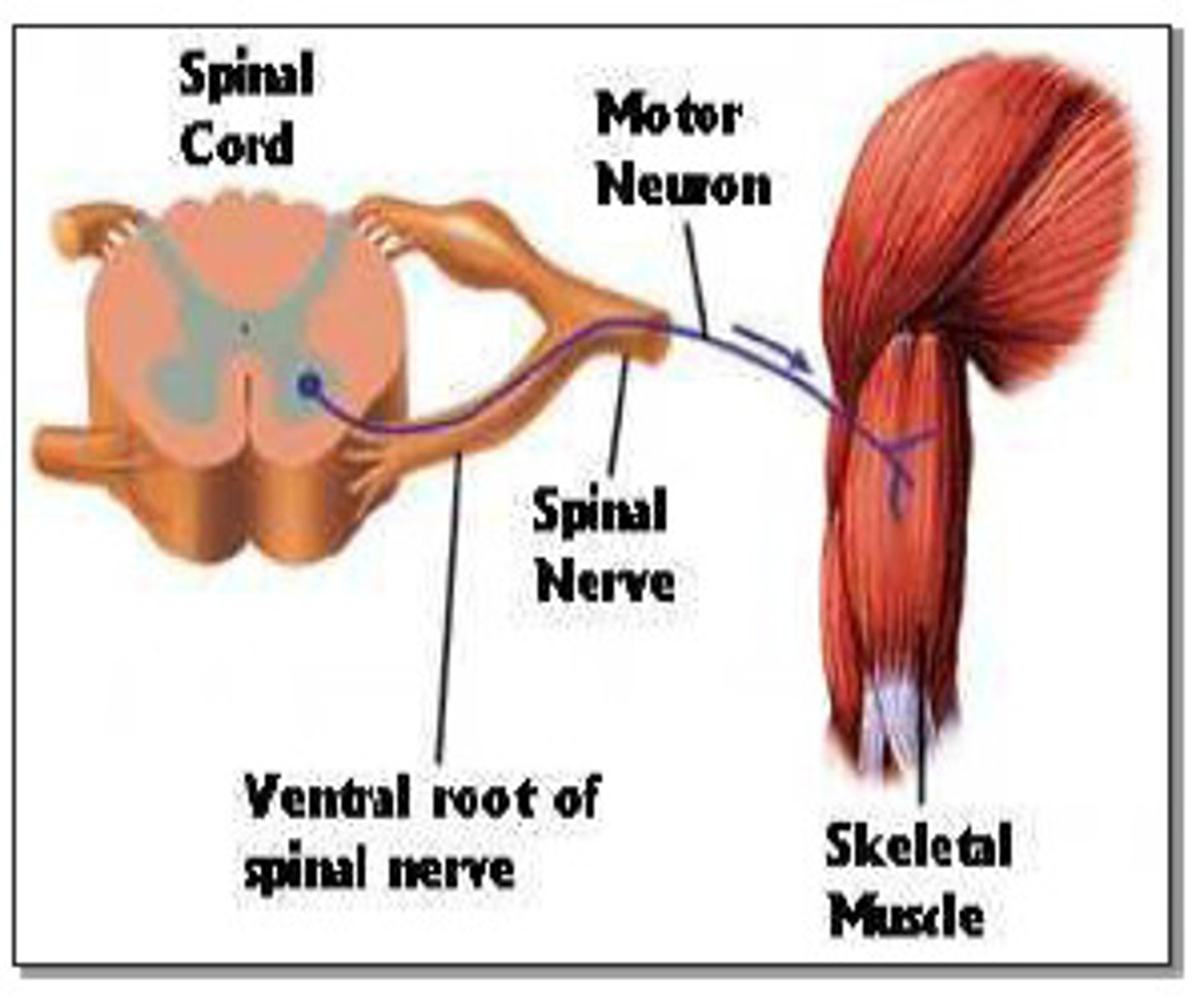 <p>- Coconsciously controlled</p><p>- Carries signals to skeletal muscles</p>