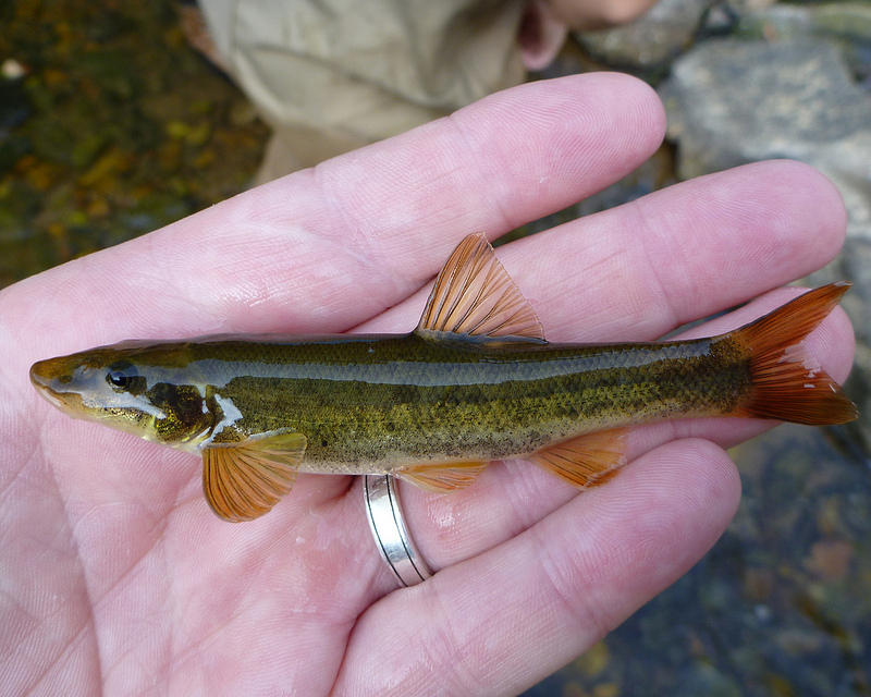 <p>Up to 4 in.Snout extends well beyond and overhangs mouth. Upper body is light olive-green to black, lower body silvery-white. Habitat: swift flowing streams with riffles and pools. Widely distributed</p>
