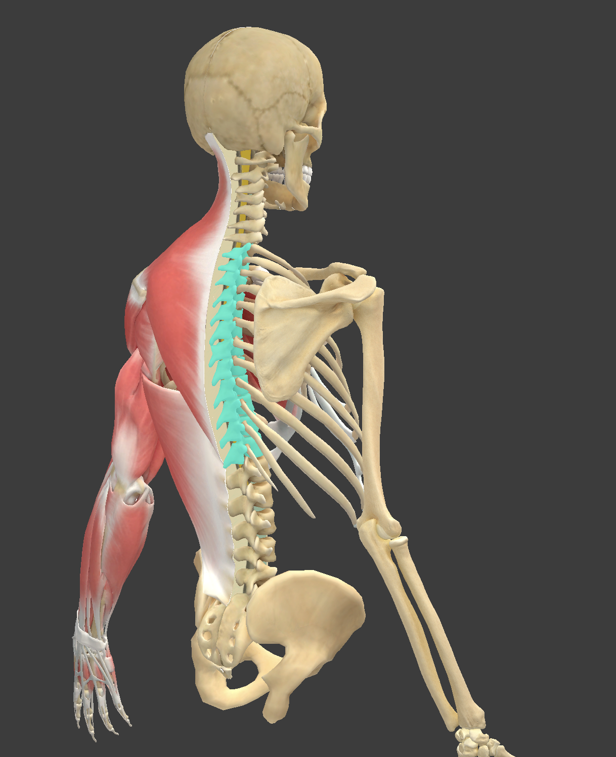 <p>what are these vertebrae?</p>