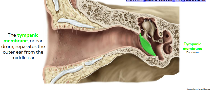 <ul><li><p><span style="background-color: transparent;"><span>The tympanic membrane, or ear drum, separates the outer ear from the middle ear</span></span></p></li><li><p><span style="background-color: transparent;"><span>It prevents debris from entering the middle ear, but its main job is to convert sound waves into vibrations</span></span></p></li></ul><p></p>