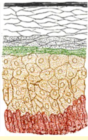 <p>stratified squamous layers</p>