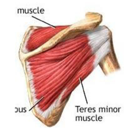 <p>oorsprong: fossa supraspinatus</p><p>aanhechting: tuberculum majus</p><p>functie: abductie van de humerus, exorotatie</p><p>glenohumeraal</p>