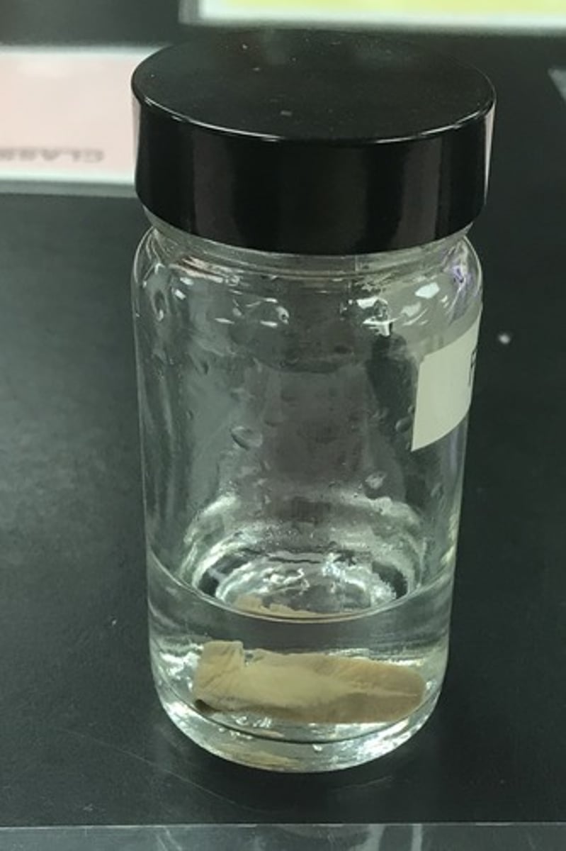 <p>For the following specimen(s), give the entire taxonomy and the name of the specimen(s)</p>
