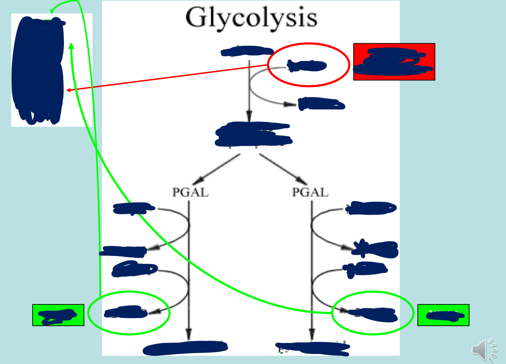 <p>Explain this image in terms of Glycolysis?</p>