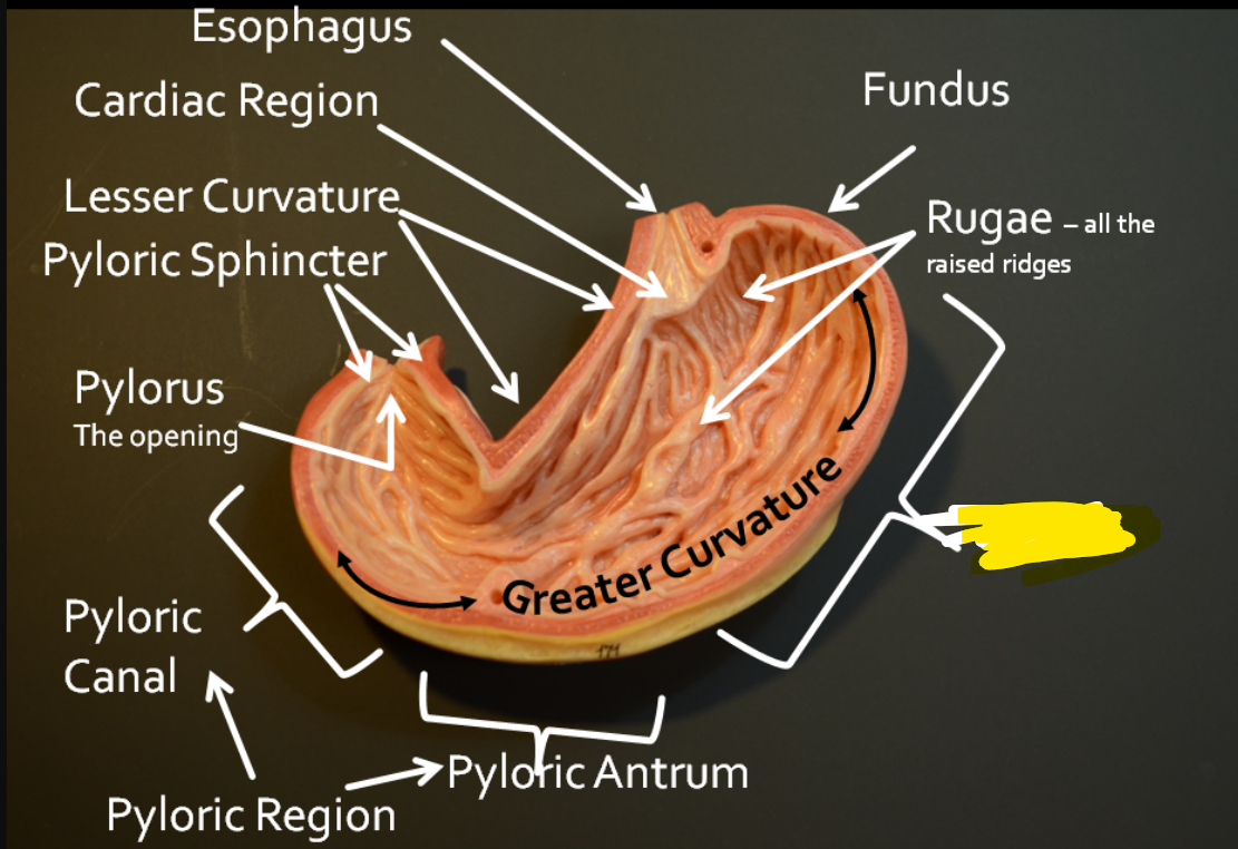 (region)