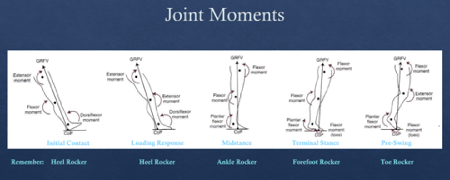 <p>- Anterior to hip</p><p>- Posterior to knee</p><p>- Posterior to ankle</p>