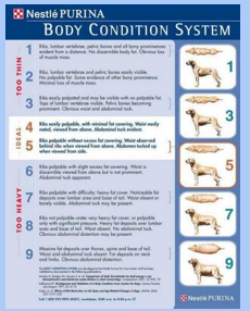 <p>What is DEXA? </p>