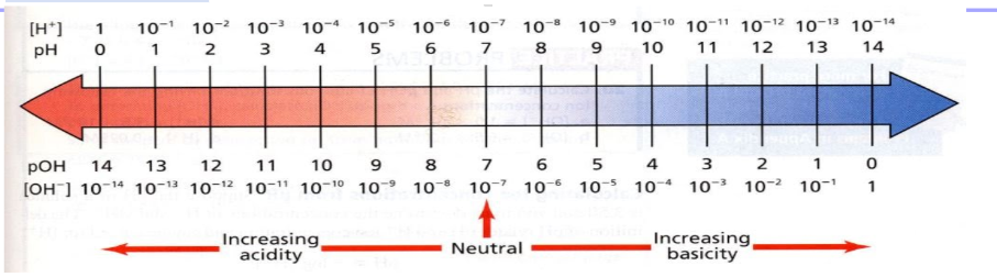 <ul><li><p><span>pOH measures the concentration of OH- in a solution</span></p></li><li><p><span>pOH = -log [OH-]</span></p></li><li><p><span>The pOH scale runs in the opposite direction of the pH scale</span></p></li><li><p><span>A low pH (high [H+]) corresponds to a high pOH (low [H+])</span></p></li><li><p><span><mark data-color="purple">pH + pOH = 14</mark></span></p></li><li><p><span><mark data-color="purple">On both scales, the lower the number, the higher the amount there is (lower pH, more acidic, lower pOH, more basic)</mark></span></p></li></ul>