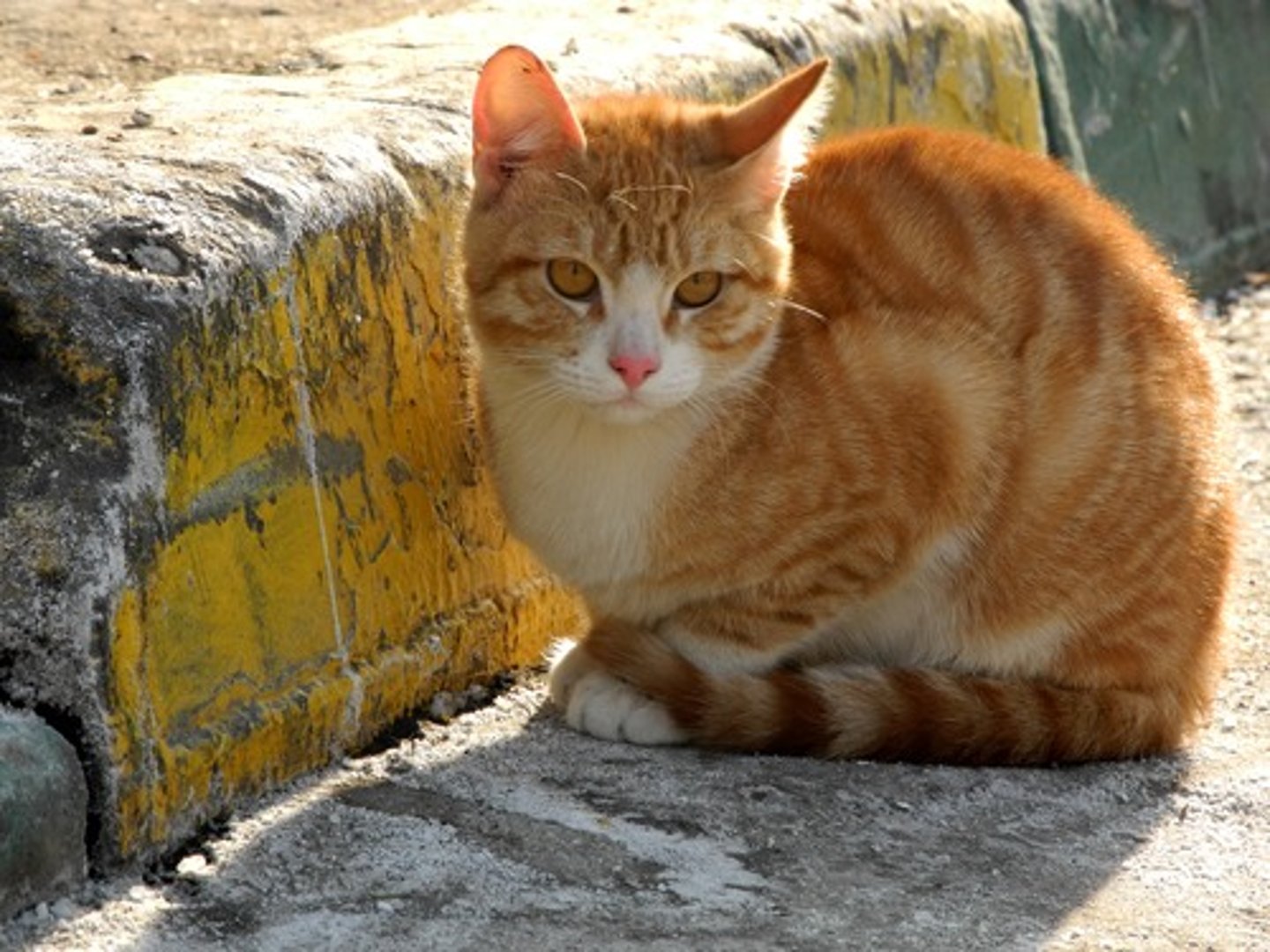 <p>cat</p><p>Calm down</p>
