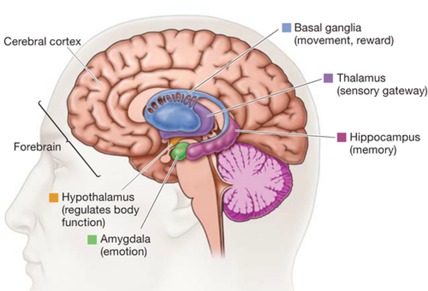 <p>The forebrain is the largest part of the brain</p><p>The cerebral cortex - higher level processes</p><p>Thalamus - sensory relay</p><p>Hypothalamus - homeostasis</p><p>Pituitary gland - master gland of the endocrine system Limbic system - emotion and memory circuit</p>
