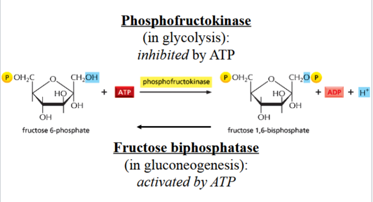 <p>differences in enzyme requirements allows the cell to regulate glycolysis and gluconeogenesis independently</p><p>e.g. if ATP levels are high, glycolysis is decreased and gluconeogenesis is increased</p><p>e.g. if ATP levels are low, glycolysis is increased and gluconeogenesis is decreased</p><p>(ADP and ATP can be allosteric inhibitors or allosteric activators)</p>