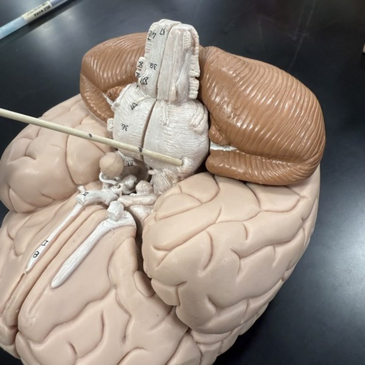 <p>What is this structure?</p>