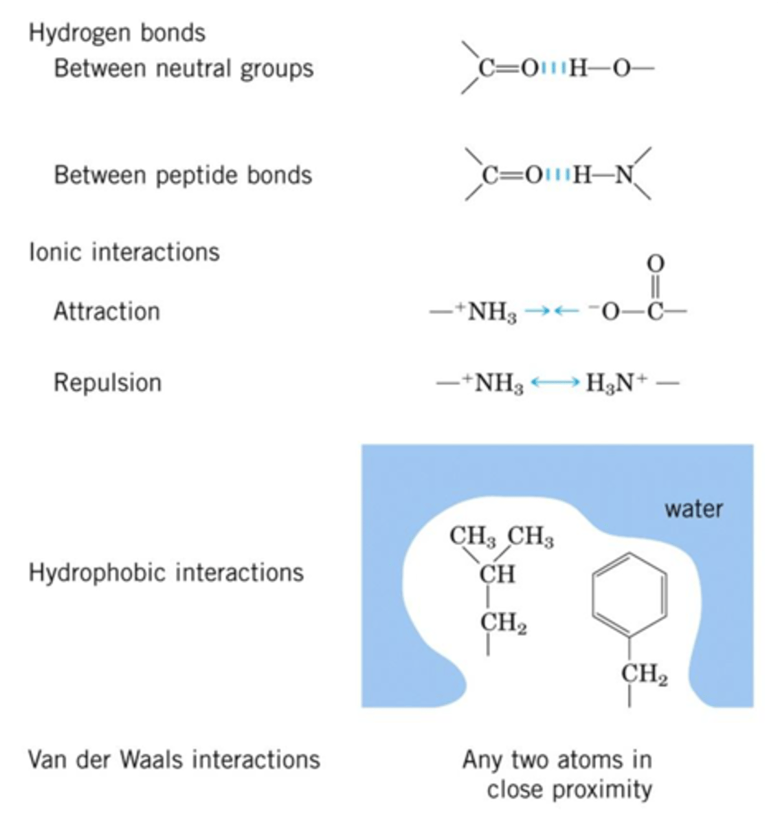 <p>1. H-Bonds</p><p>- Especially important for secondary structure</p><p>2. Ionic</p><p>- Between side chains of charged AAs - "salt bridges"</p><p>3. Hydrophobic</p><p>- Hydrophobic side chains exclude water and get packed together - E favorable, an entropic effect</p><p>4. Van der Waals - not strong on own but yes in aggregate</p><p>- Between any two atoms</p><p>- Important in tightly packed regions of the protein</p>